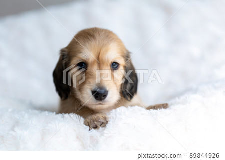 Puppy Kaninhen Dachshund 89844926