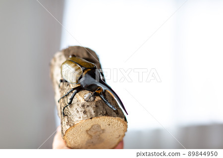 赫拉克勒斯巨型猴子 89844950