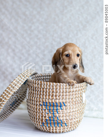 Puppy Kaninhen Dachshund 89845003