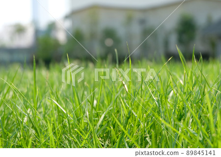 Close up of fresh thick grass Close up of fresh thick grass 89845141