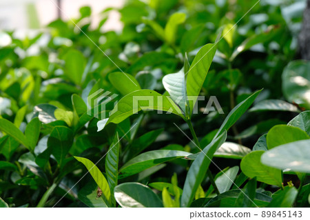 soft focus, green leaf background 89845143