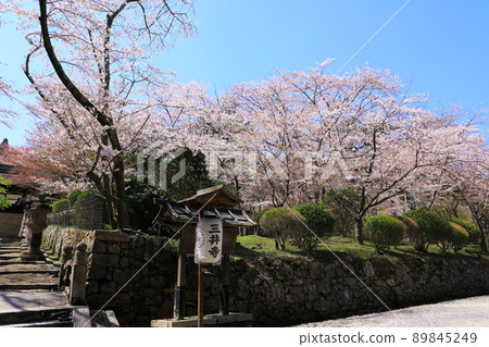 三井寺藍天和盛開的櫻花 89845249