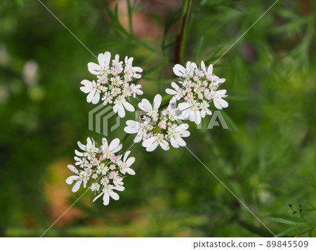 香菜花 香菜花 89845509