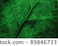 tropical leaves, abstract green leaves texture, nature background. Close-up tree leaf background. Natural background. Macro leaf 89846733