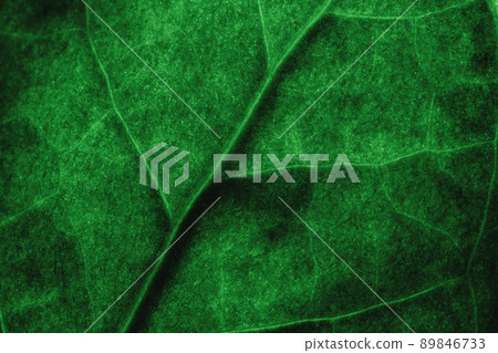 tropical leaves, abstract green leaves texture, nature background. Close-up tree leaf background. Natural background. Macro leaf 89846733