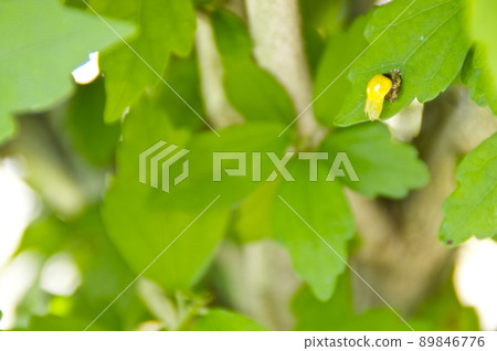 The ladybug that has just emerged The ladybug that has just emerged 89846776