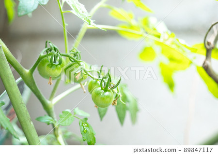 Home garden Harvest garden Mini tomato Putanter Petit tomato Red farm Rental farm Tourist farm Sapling Home garden Harvest garden Mini tomato Putanter Petit tomato Red farm Rental farm Tourist farm Sapling 89847117