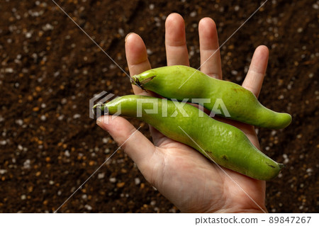 Fresh broad beans 89847267
