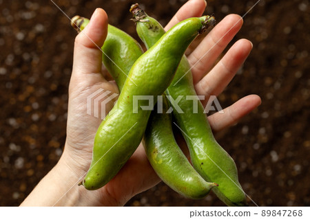 新鮮蠶豆 新鮮蠶豆 89847268