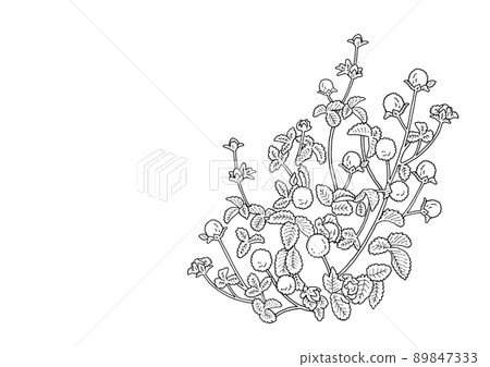 蛇草莓插圖素材線描 89847333