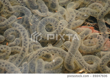 Frog egg 89847606