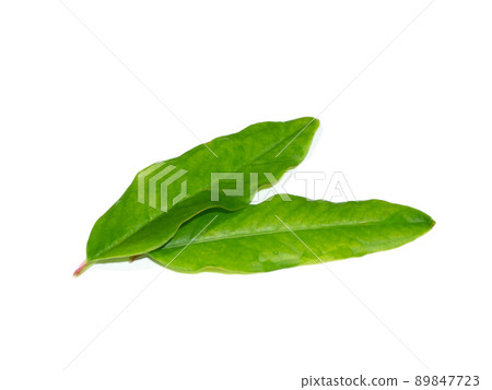 Close up Pomegranate, Punica apple leaves on white background. Close up Pomegranate, Punica apple leaves on white background. 89847723