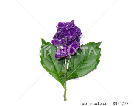 Close up Duranta, Pigeon Berry, Golden Dewdrop flower. Close up Duranta, Pigeon Berry, Golden Dewdrop flower. 89847724