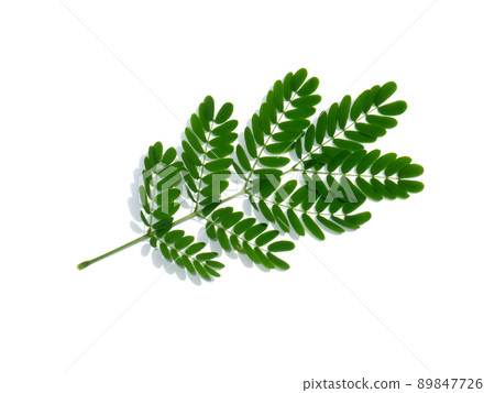 Close up White popinac, Lead tree leaves on white background. Close up White popinac, Lead tree leaves on white background. 89847726