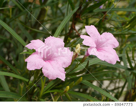 The pink waterkanon, watrakanu, minnieroot, iron root, feverroot, popping pod or cracker plant flower on white background. 89847773