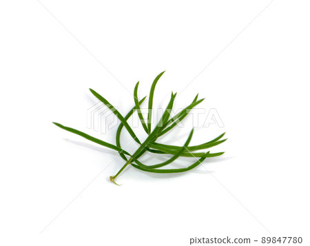 Close up leaves of Shatavari plant on white background. 89847780