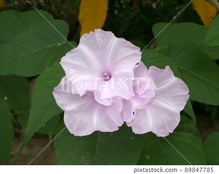Close up Morning Glory Tree, Bush Morning Glory flower on blur background. Close up Morning Glory Tree, Bush Morning Glory flower on blur background. 89847785