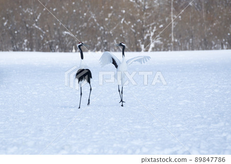 Crane cranes Crane cranes 89847786