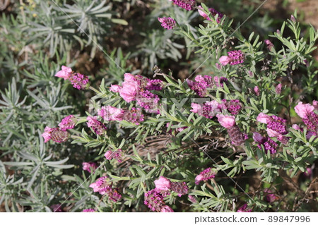 Pink lavender flowers (pink lollipops) blooming in Japanese parks in spring Pink lavender flowers (pink lollipops) blooming in Japanese parks in spring 89847996