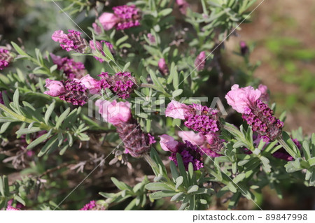 Pink lavender flowers (pink lollipops) blooming in Japanese parks in spring Pink lavender flowers (pink lollipops) blooming in Japanese parks in spring 89847998