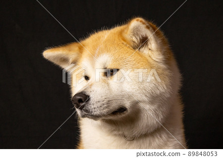 秋田犬攝影棚拍攝 秋田犬攝影棚拍攝 89848053