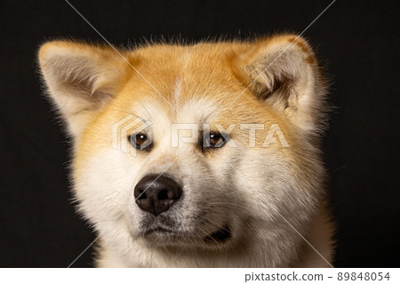 Akita Inu studio shooting Akita Inu studio shooting 89848054