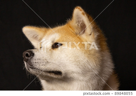 Akita Inu studio shooting Akita Inu studio shooting 89848055
