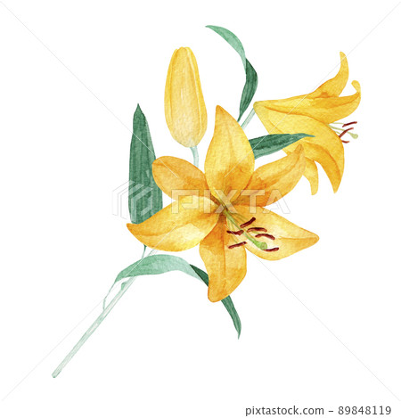 Yuri lily watercolor illustration summer flower illustration 89848119