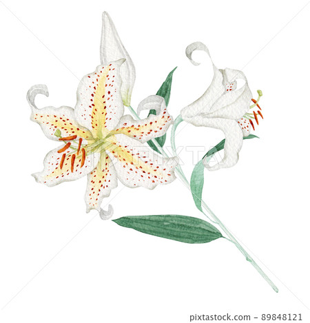 Yamayuri Yamayuri's watercolor illustrations of summer flowers 89848121