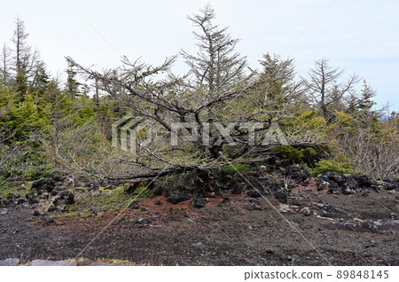 富士山奧輪自然公園 富士山奧輪自然公園 89848145