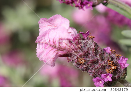 Pink lavender (pink lollipop) flowers blooming in Japanese parks in spring Pink lavender (pink lollipop) flowers blooming in Japanese parks in spring 89848179