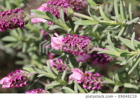 Pink lavender (pink lollipop) blooming in a Japanese park in spring Pink lavender (pink lollipop) blooming in a Japanese park in spring 89848219
