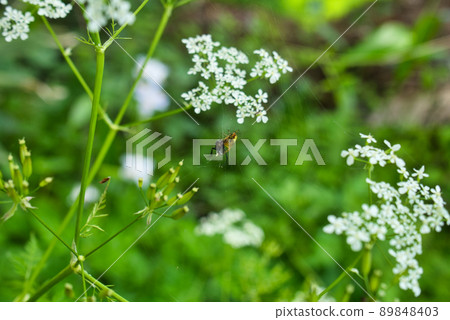 在富山縣富山市八尾町山上捕捉黑蟲的綠蜘蛛 89848403