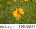 Yellow flowers blooming on the riverbed 89848884