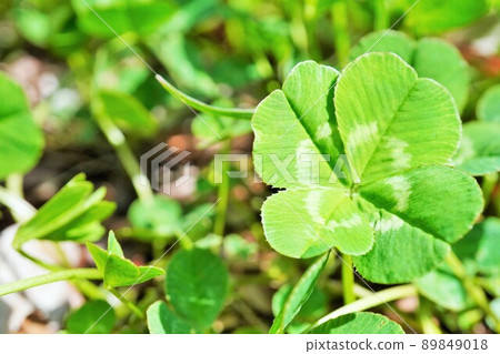 Up of four-leaf clover taken outdoors Up of four-leaf clover taken outdoors 89849018