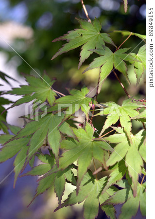 槭樹。明亮、新鮮的綠色圖像材料。四月 89849155