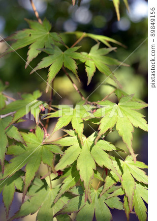 Acer palmatum. Light, fresh green image material. April 89849156