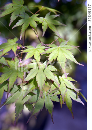 槭樹。明亮、新鮮的綠色圖像材料。四月 槭樹。明亮、新鮮的綠色圖像材料。四月 89849157