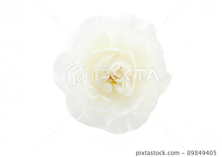rose	 89849405