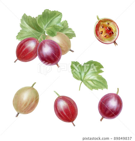 Berries and leaves of ripe gooseberries, watercolor illustration 89849837