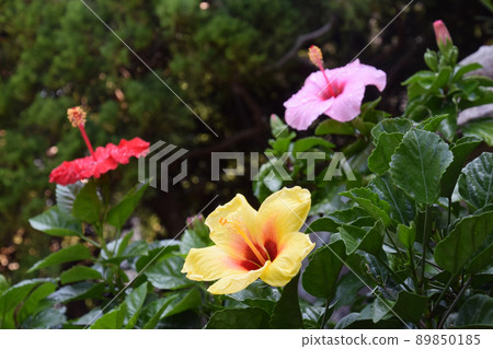 3 colors hibiscus / hibiscus flower, 3 colors bloom 3 colors hibiscus / hibiscus flower, 3 colors bloom 89850185