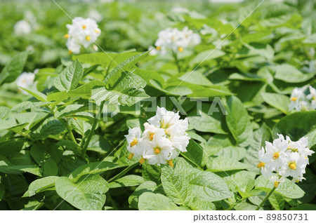 初夏的田野裡開花的馬鈴薯花 89850731