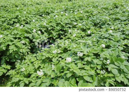 Potato flowers blooming in the field in early summer 89850732