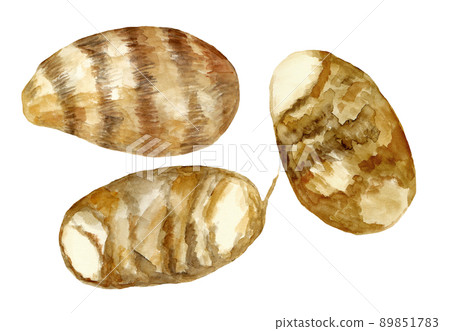 Hand-painted watercolor illustration of Akudo potato Hand-painted watercolor illustration of Akudo potato 89851783