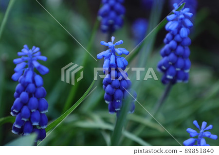 Muscari flowers 89851840