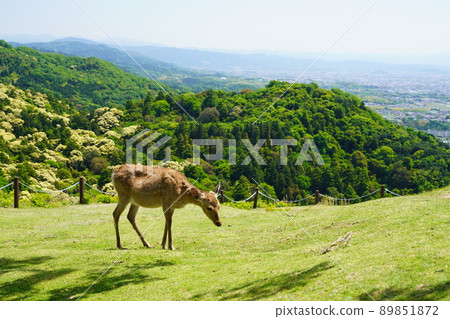 Deer / Primitive Forest Background on Mt. Wakakusa 89851872