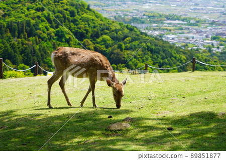 Deer / Primitive Forest Background on Mt. Wakakusa 89851877