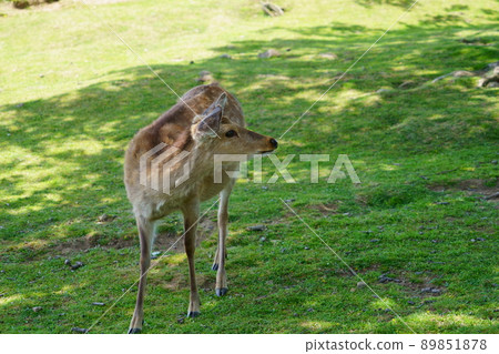 Deer on Mt. Wakakusa 89851878