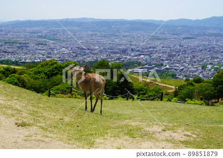 Deer on Mt. Wakakusa / Urban background 89851879