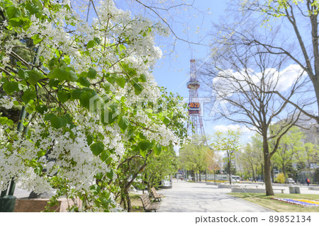Lilac (+ TV Tower) in Sapporo Odori Park 89852134